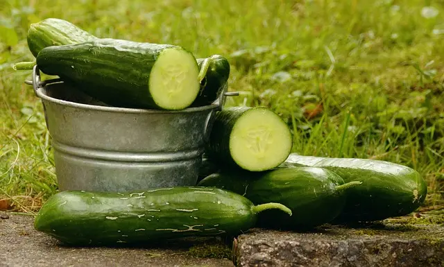 cucumbers-garden-harvest-2601061767691465..webp